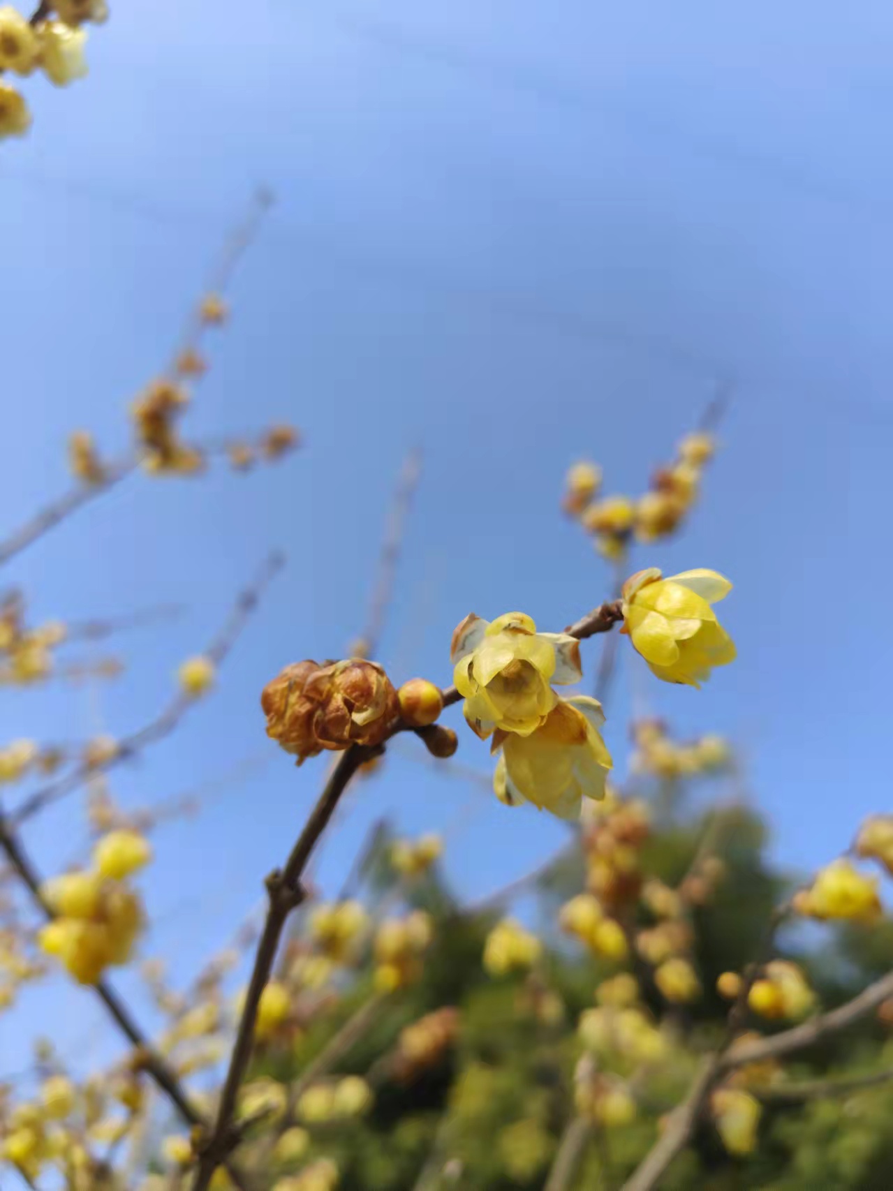 重庆地铁轻轨能到达的赏花地,轻轨直达公园