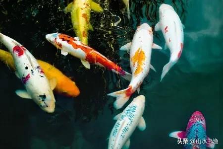 锦鲤1万一条的鱼,一条鱼千亿富翁