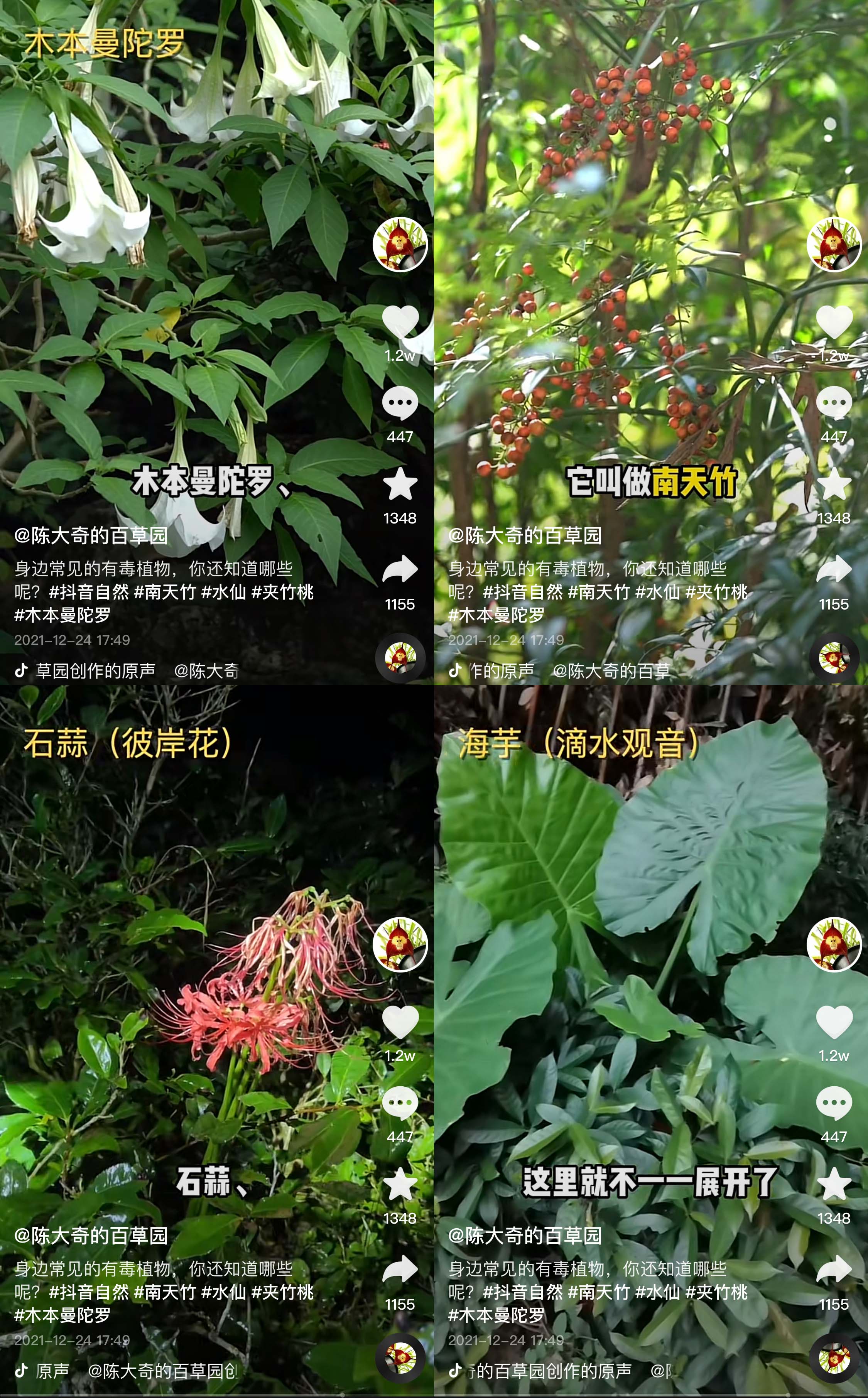 甘蔗变红是什么毒,甘蔗变红有毒图片