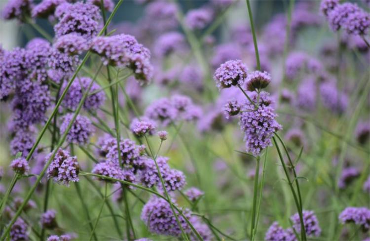 这种野马鞭草，在亚欧大陆均有分布，美似薰衣草，关注的人却不多