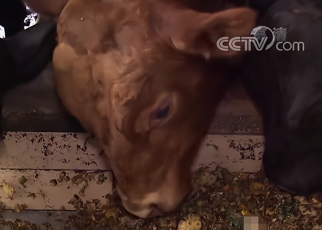 大叔养牛变废为宝,秸秆变废为宝养牛