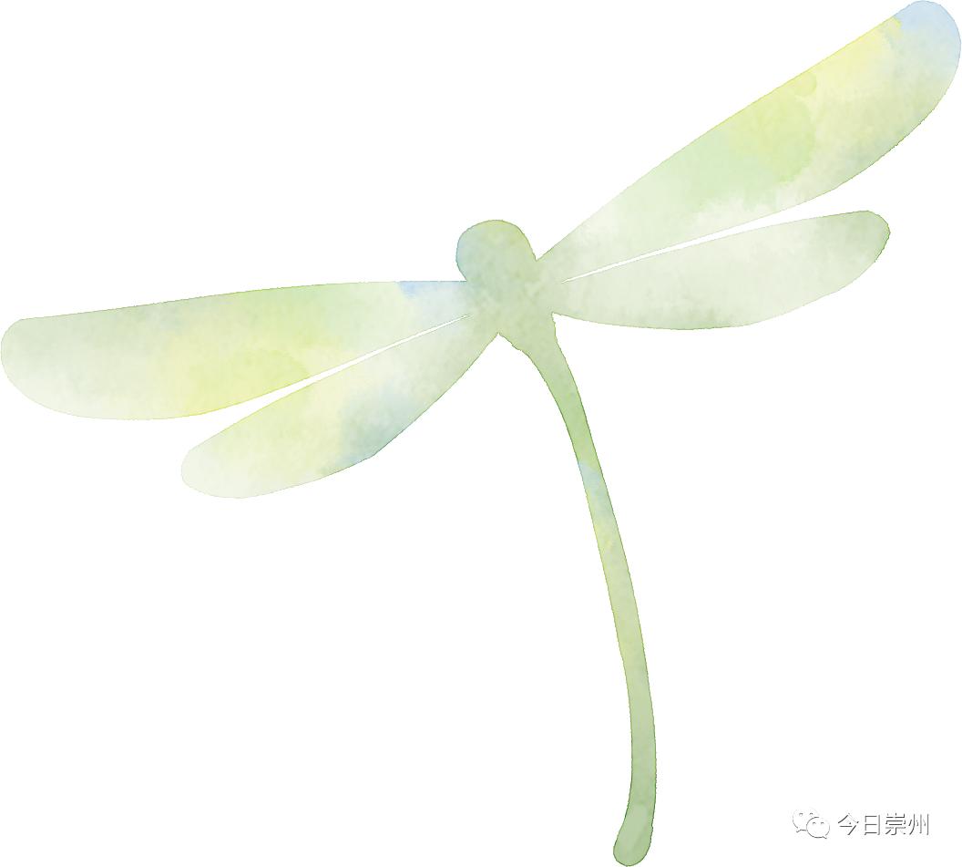 崇州山里的野百合图片,成都大邑野百合花海美景图