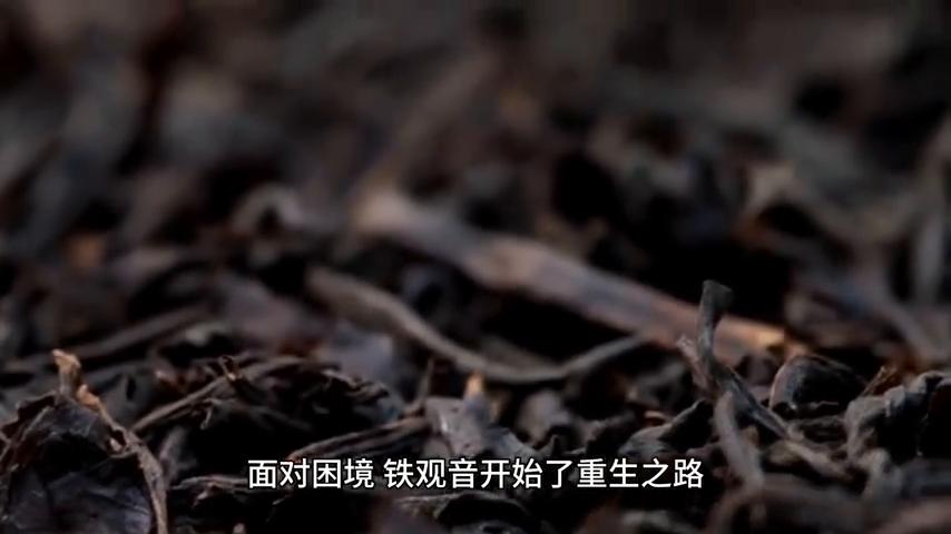铁观音青葱岁月,铁观音是如何从爆红到没落