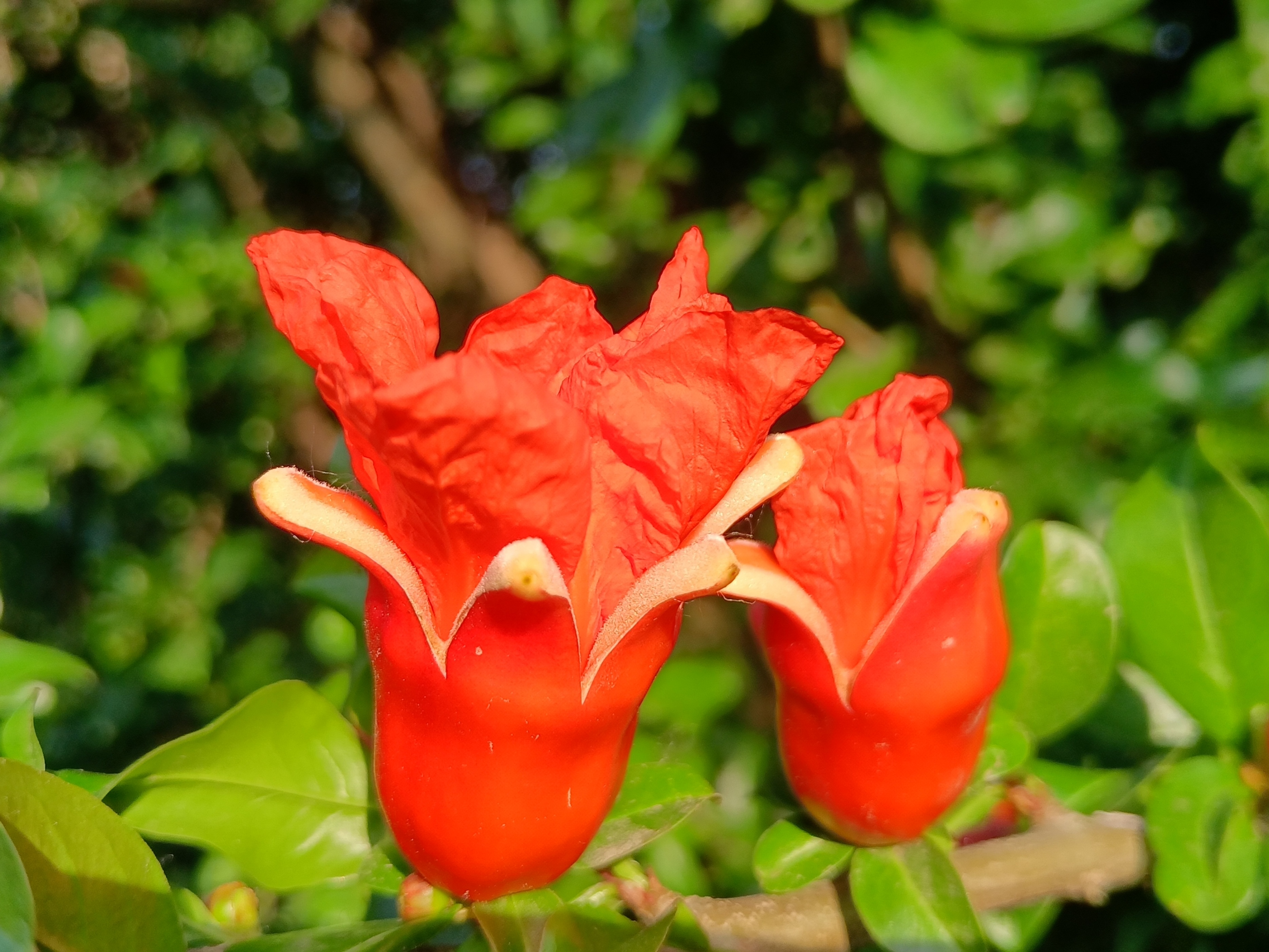 五月石榴花开的唯美诗句,关于石榴花的美文和诗句