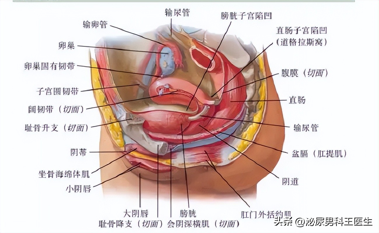 子宫脱垂的主要原因如何治疗好呢,子宫脱垂的主要原因是