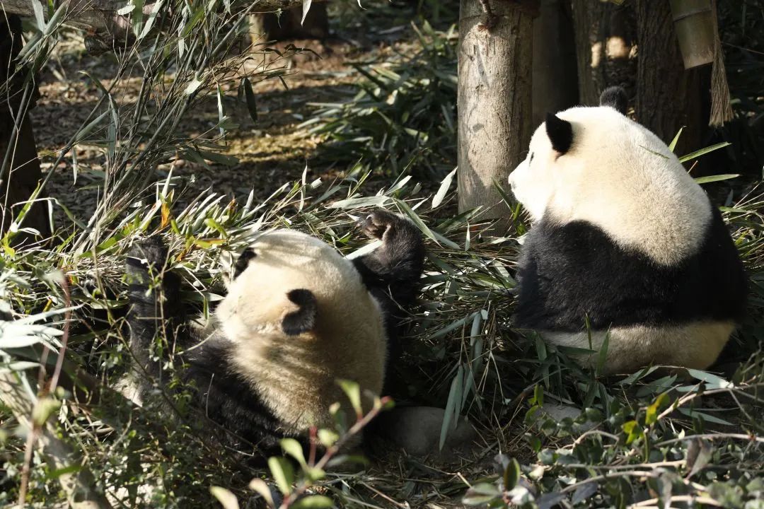 过年“嗨”不停！1.5h飙拢的7大都江堰宝藏逛耍地！这份全攻略请收好，初二耍到初六不重样~