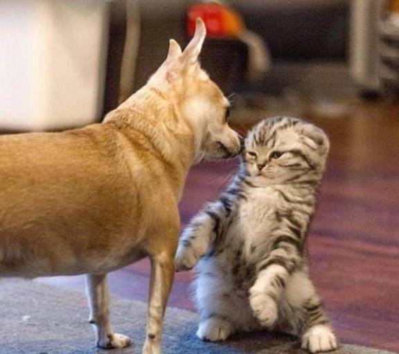 最不建议养的10种猫,猫界中哪只猫脾气最差