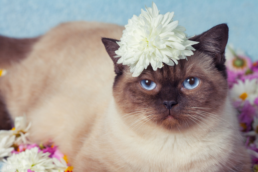 暹罗猫跟布偶,暹罗猫和布偶猫什么区别