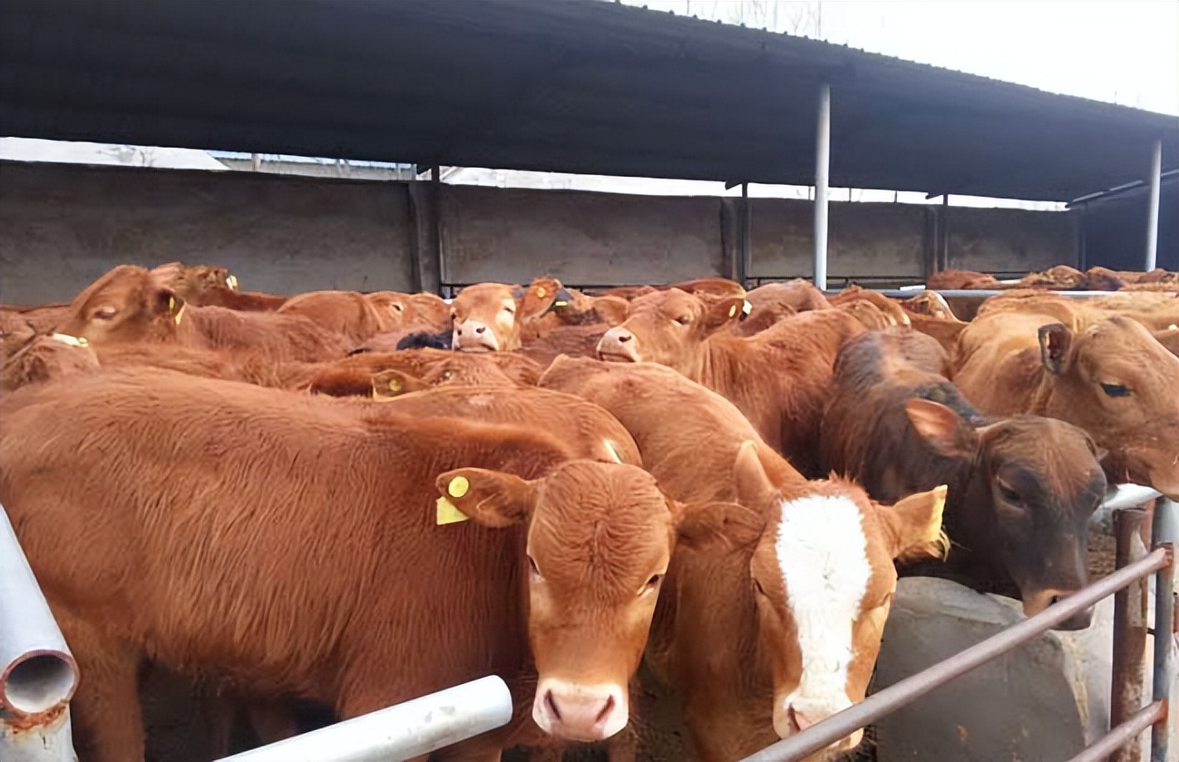 养牛十年的喂牛知识快来学一学,养牛去掉牛角