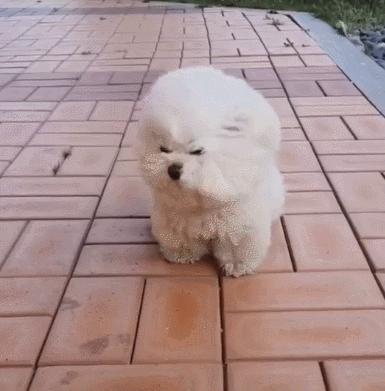 让比熊去流浪会死吗,比熊一不小心就流浪了