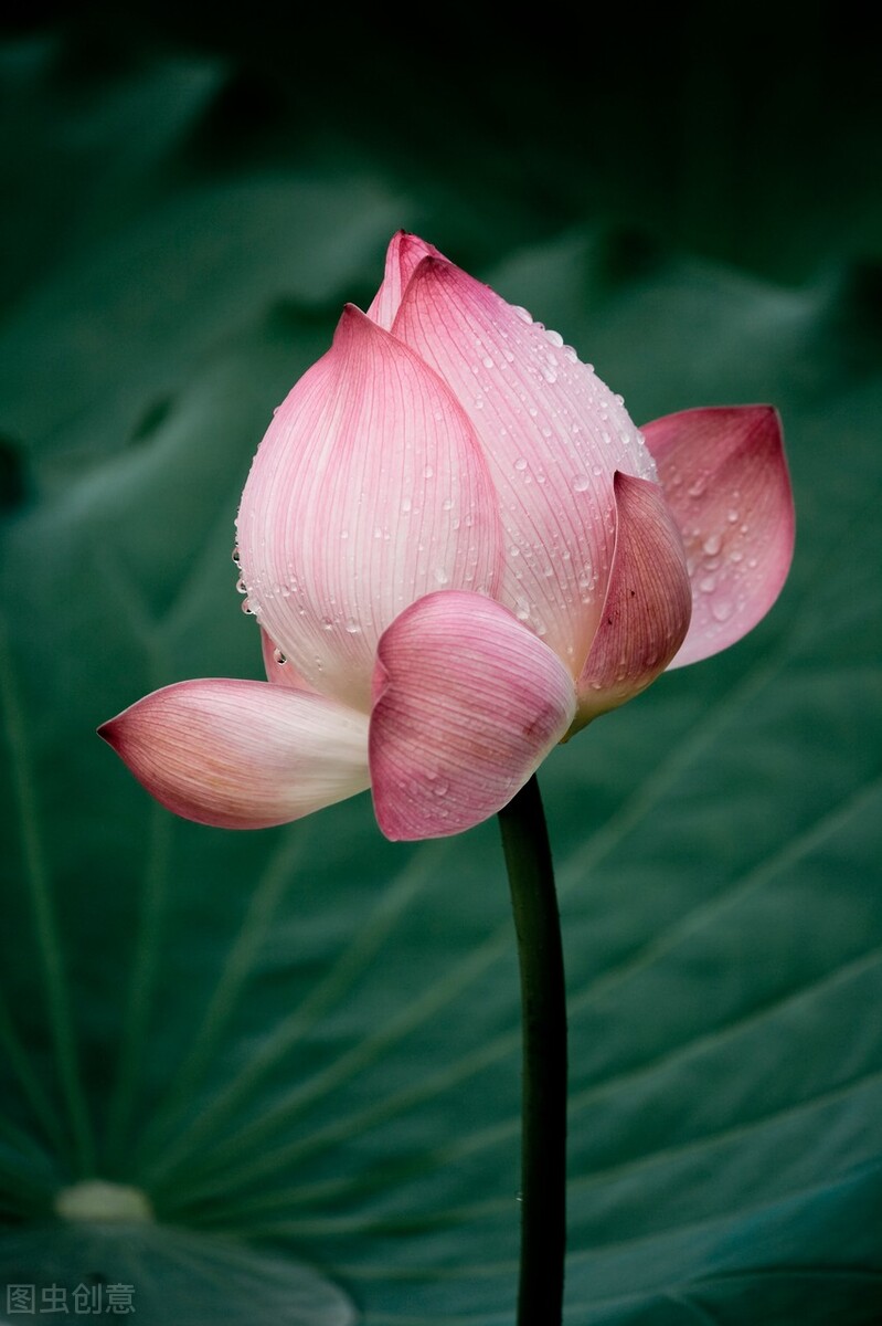 荷花图片禅意荷花,最美意境荷花图片大全
