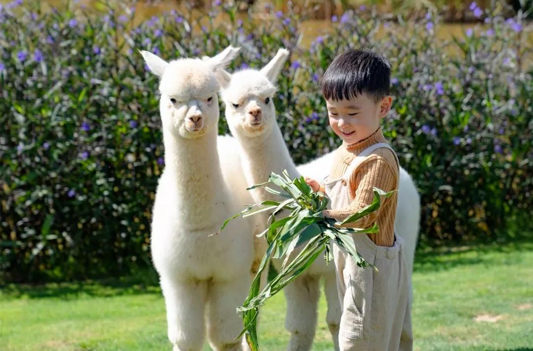 鼓浪屿可以当天预订船票攻略 (鼓浪屿还有免费的船票吗)