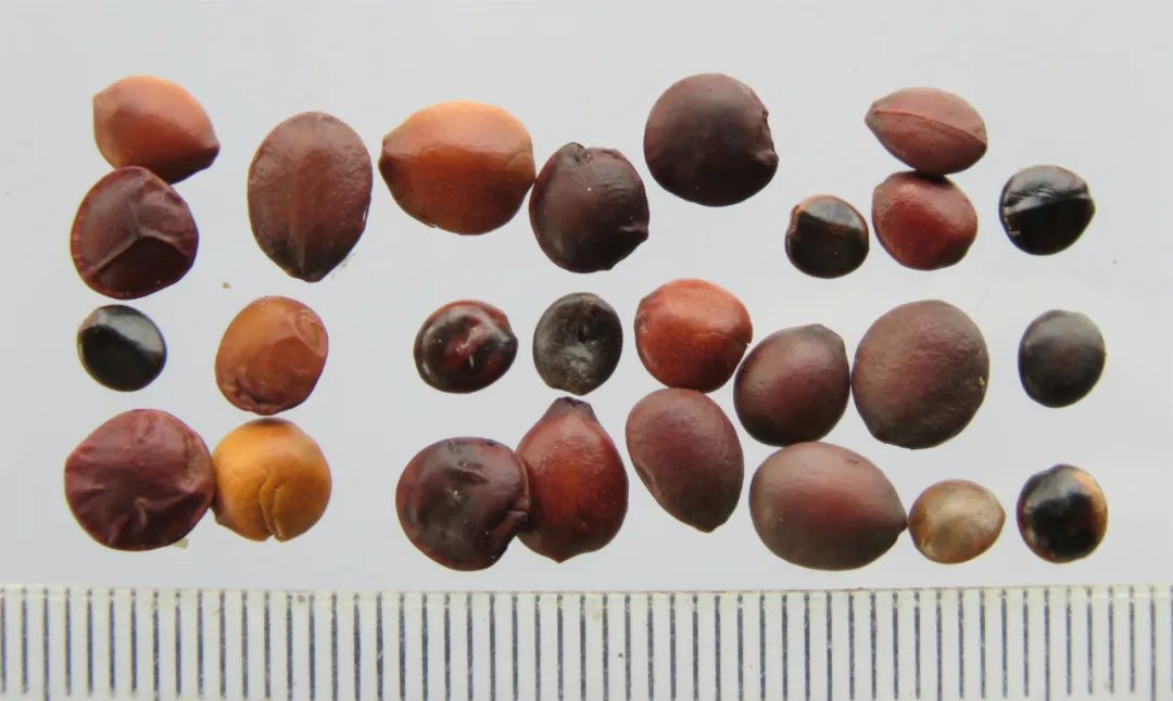 嗨，你家酸枣仁买对了吗？