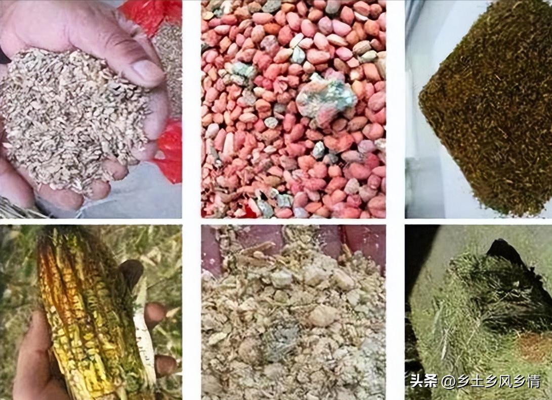 粮食霉菌如何能彻底消灭,经济除霉味最有效的方法