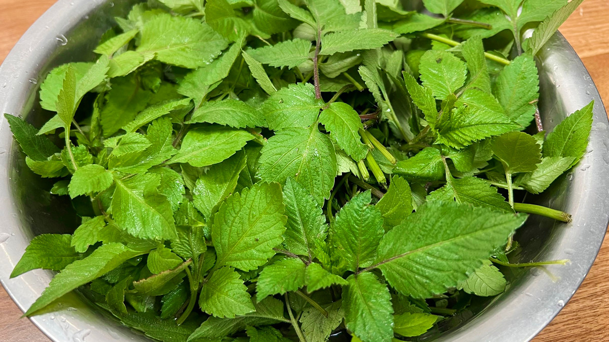 鬼针草全身是宝,鬼针草为什么到处都是