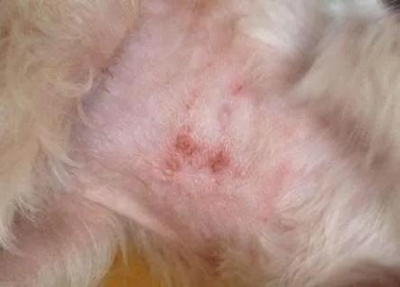 狗狗过敏源检测和脱敏,如何测狗狗过敏源