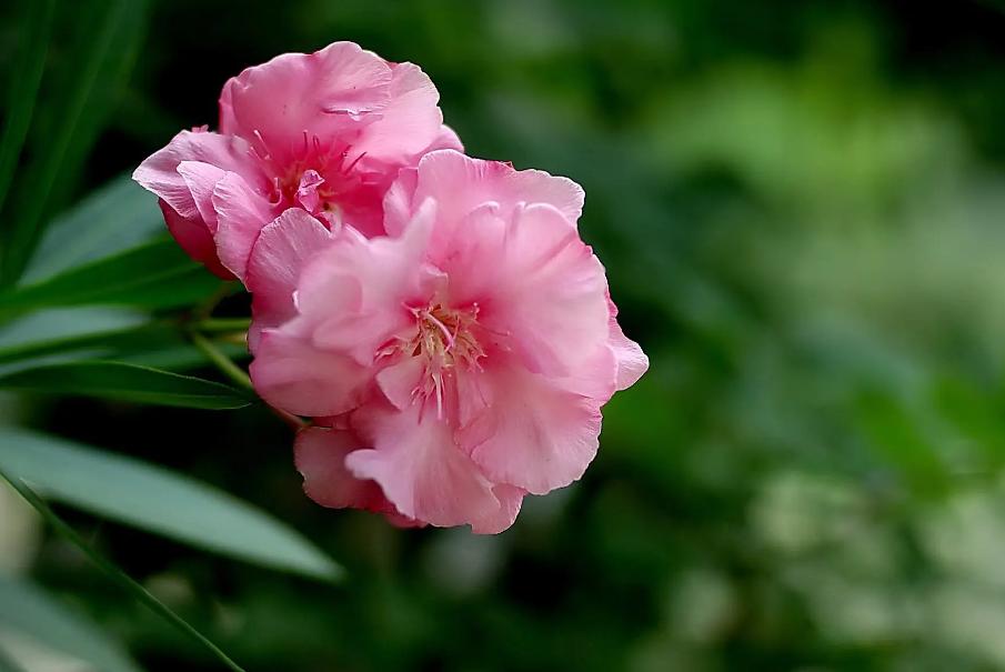 小雨催花,夹竹桃诗句和优美句子