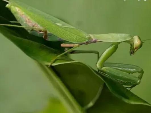 螳螂吃掉自己丈夫的头,螳螂为什么吃掉配偶螳螂吃蛇
