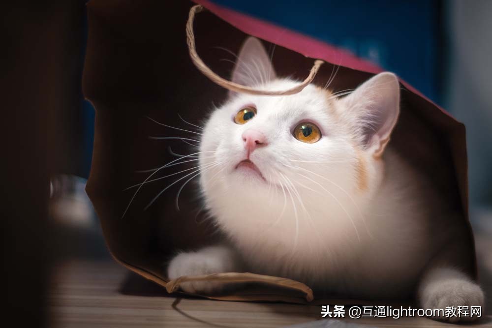 如何给猫主子拍出好看的照片,家里的猫怎么拍有意思