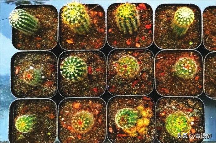 养了10年的彩草仙人球,彩草仙人球的养殖方法和注意事项