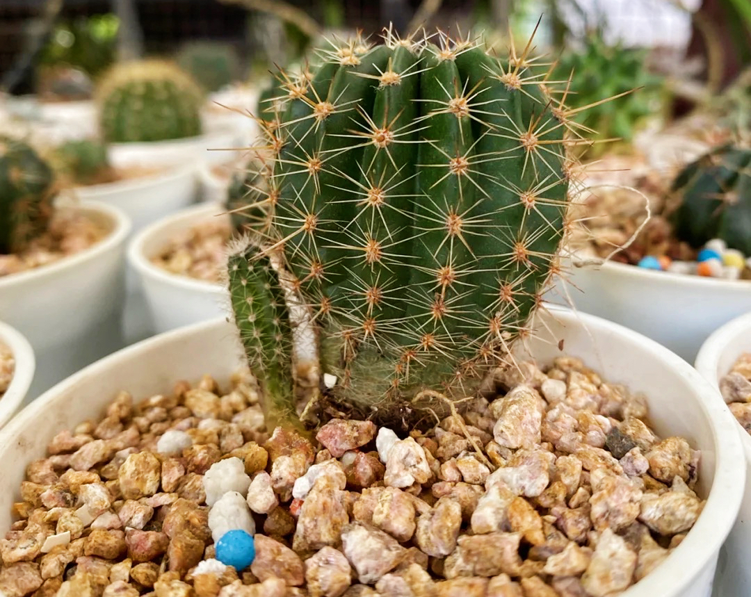 仙人球的养殖方法和注意事项大全,仙人球砍头后创面发黄是怎么回事