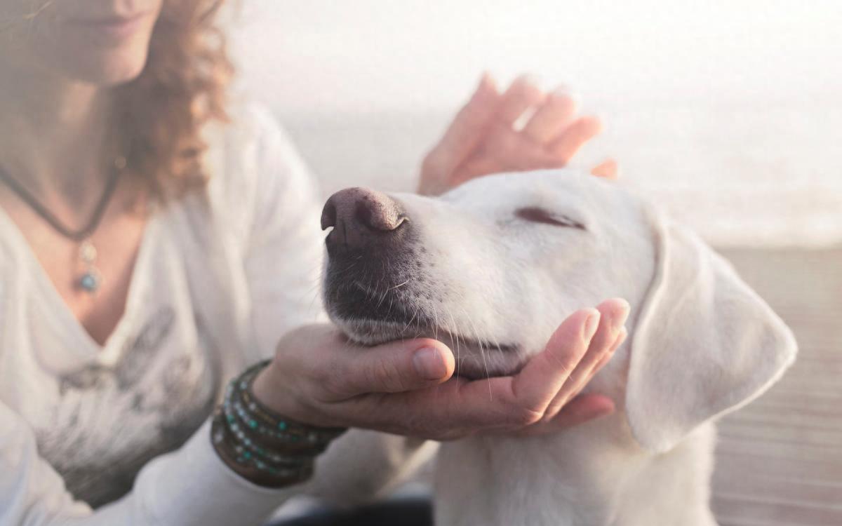摸狗下巴笑得呲牙的狗狗,抚摸狗狗脑袋它是怎么想的