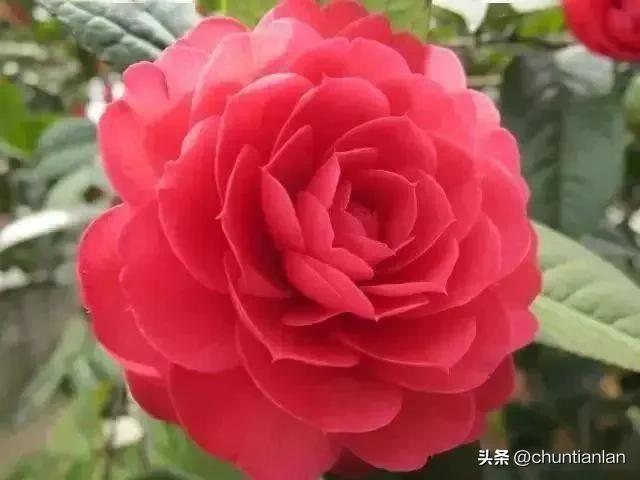山茶花纯音乐,山茶花