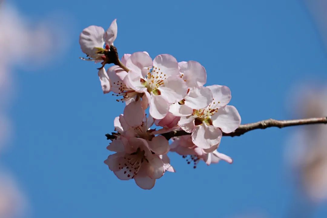 心中一枝梅,心上一枝梅