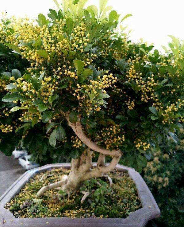 喜酸的花卉能浇酸醋吗,喜欢酸性土壤的花可以浇醋吗