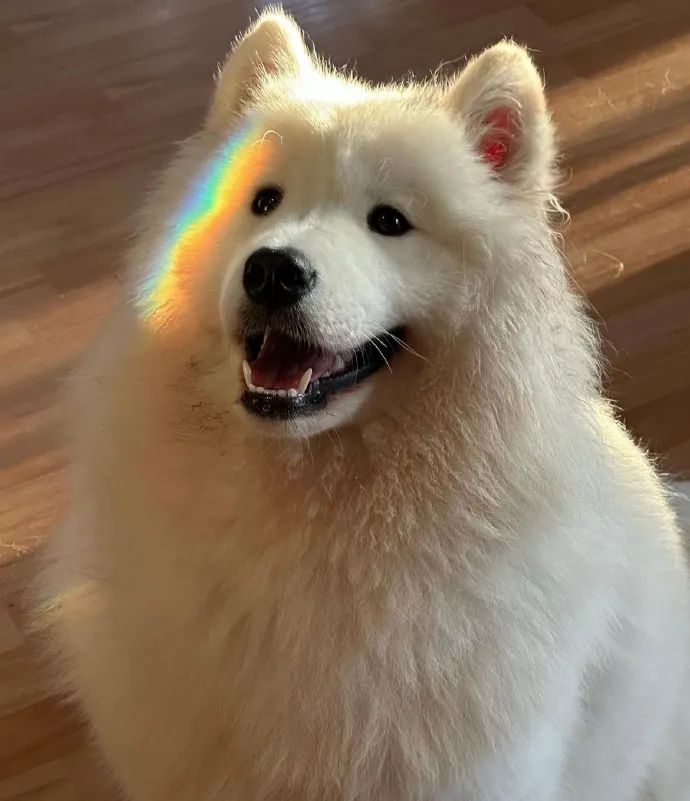 裸体金毛误闯地铁站被揪住耳朵：大哥！头发扎得有点紧了！