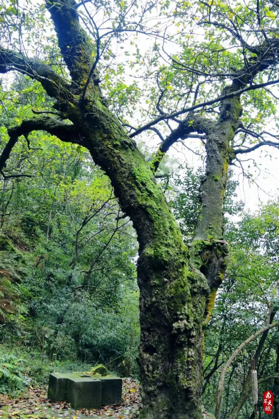 邂逅南岸的100个瞬间,推荐一个好地方南岸公园