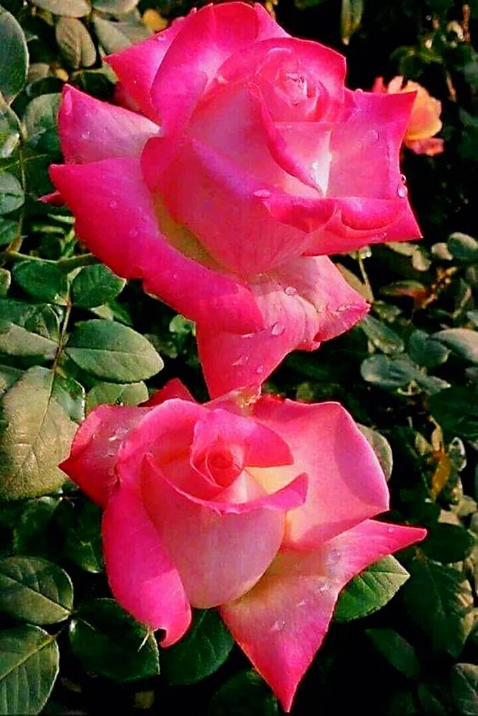 玫瑰是爱情的使者,玫瑰是每个女人的最爱