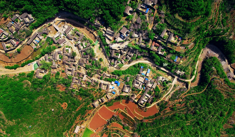 石大沟的流苏花,石大沟村流苏