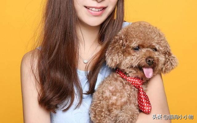 怎么挑选一只凶猛又护主人的狗,怎样挑选一只聪明又听话的狗