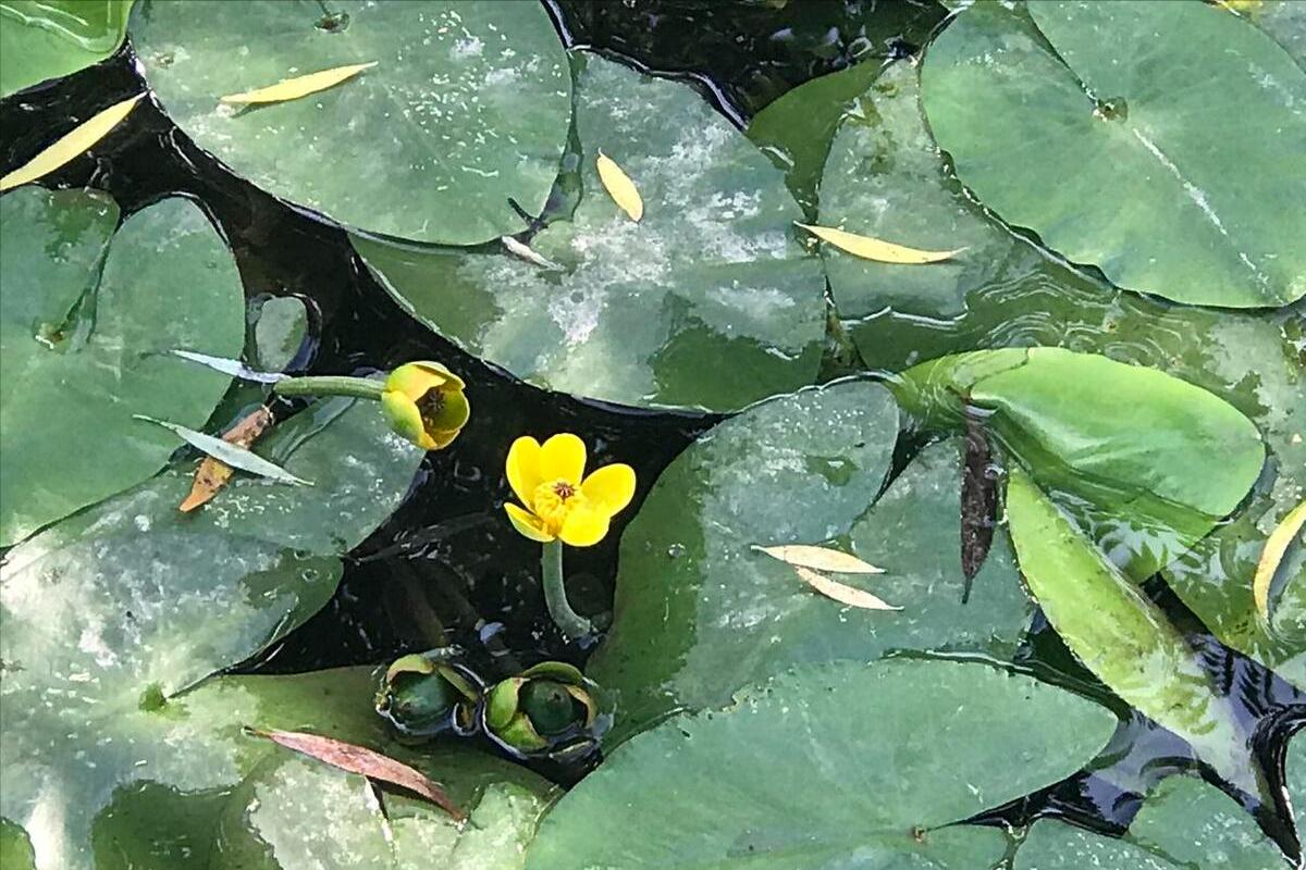 室内空气净化绿色植物,室内净化空气又香最佳植物