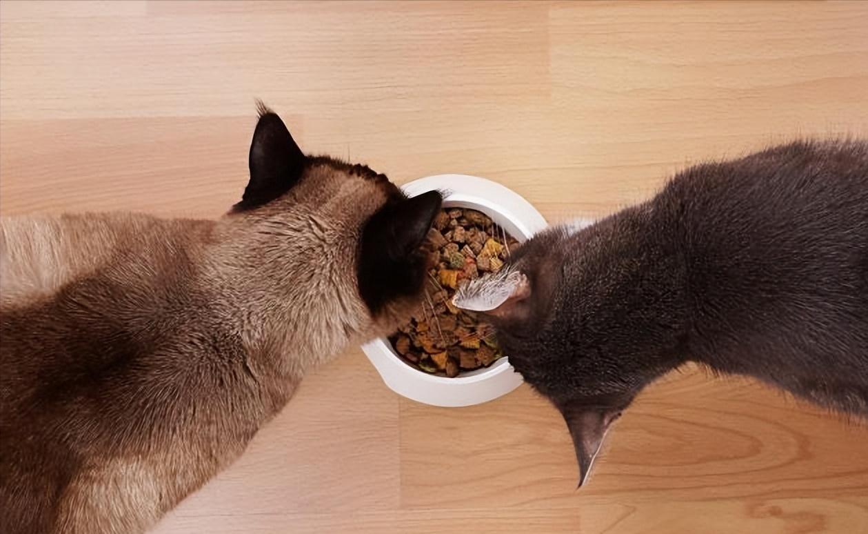 猫粮哪种好,猫粮哪一款是最好用的