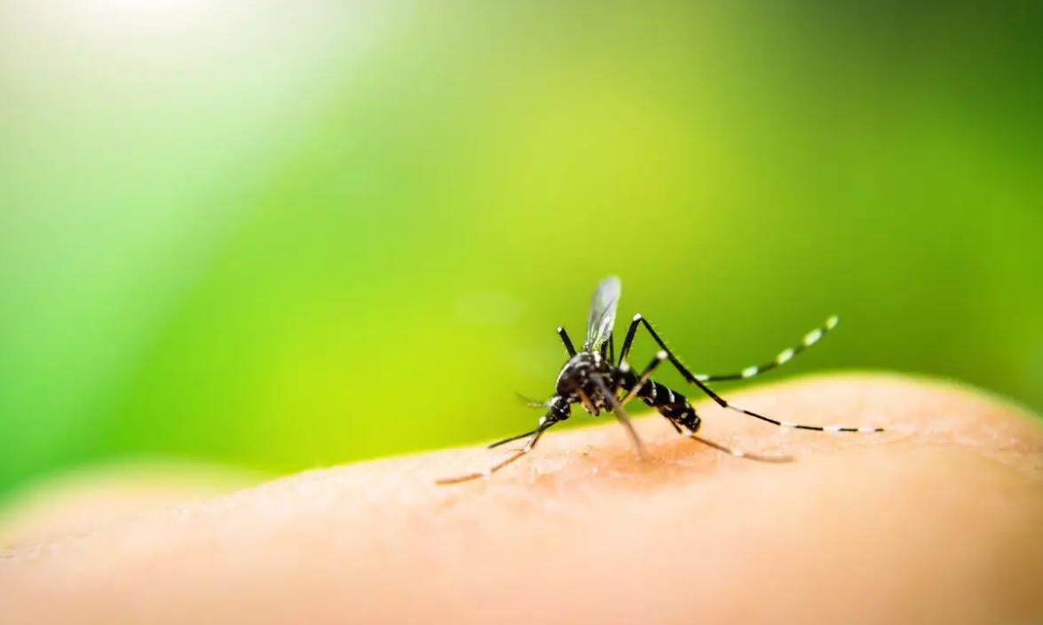 夏天如何预防幼童被蚊子叮咬,宝宝夏季被蚊子咬了怎么消除