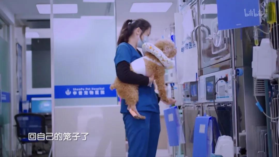 宠物医院给猫咪绝育的骗局,宠物绝育怎么不花冤枉钱