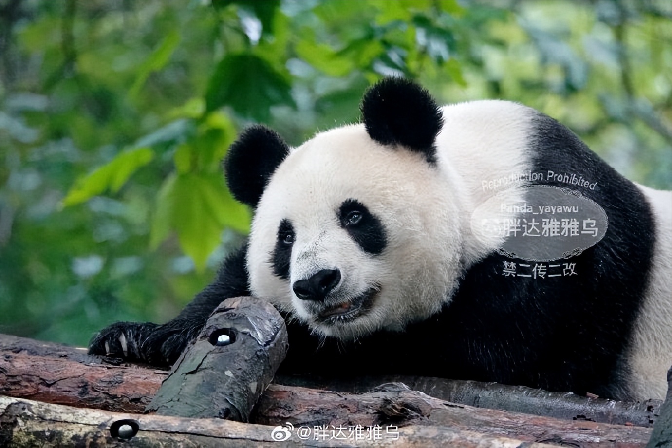 不高的高高和他不白的老婆白云——91年出生的童颜女神大熊猫白云