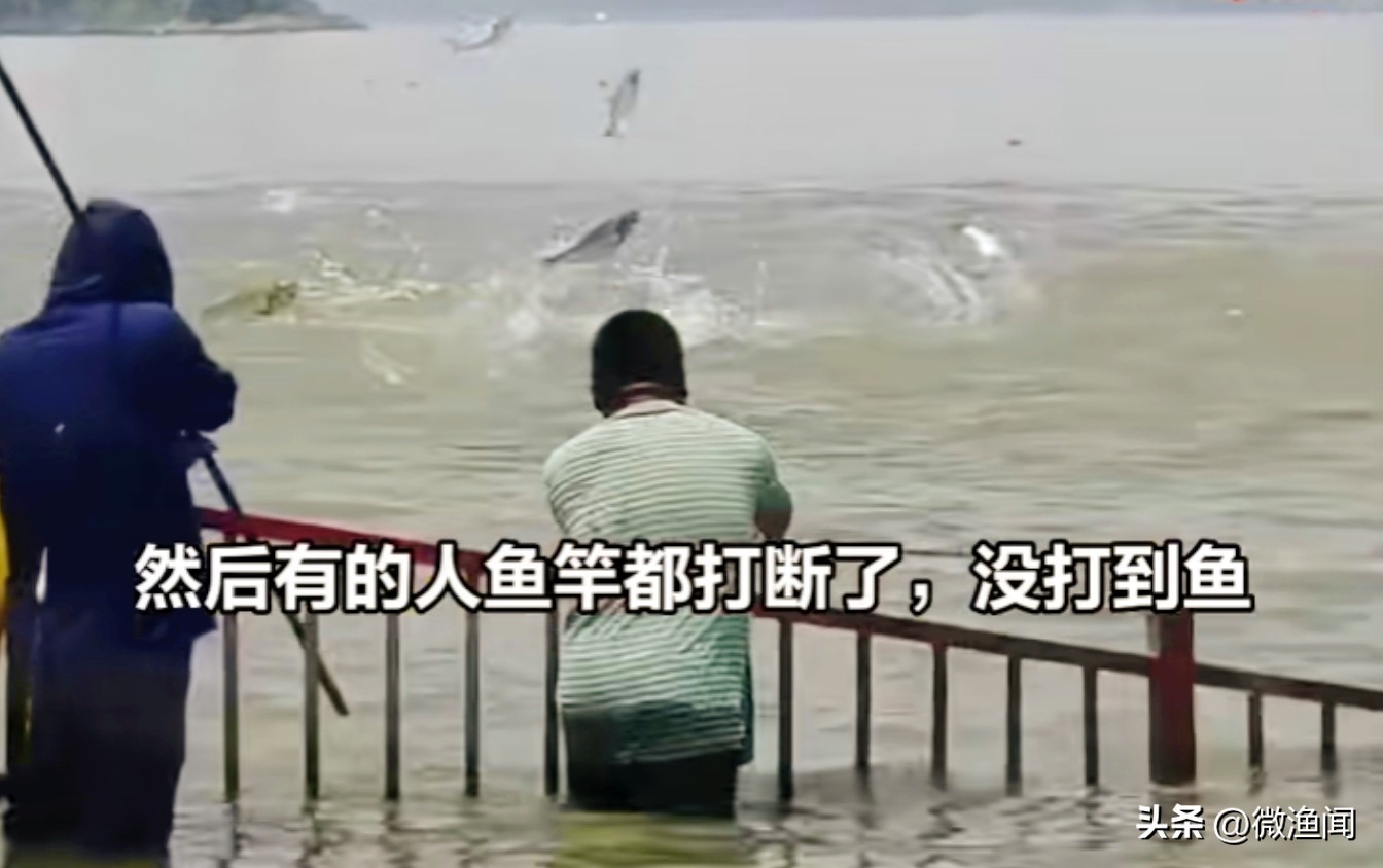 长江武汉段大鱼乱蹦，现场钓鱼人懵了！反常鱼汛释放了什么信号？