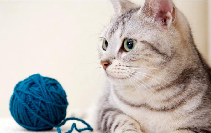 猫咪误食异物呕吐出来就没事了吧,猫咪把喂食软管吃进肚子里了