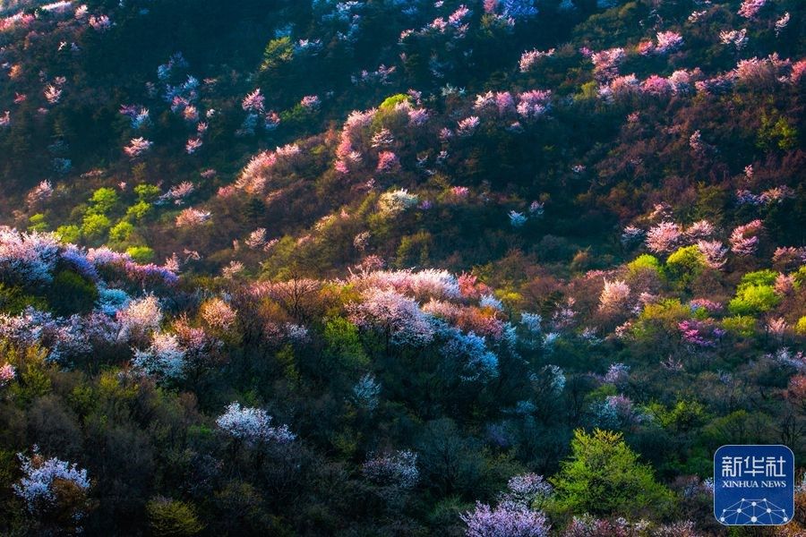 河南新县樱花盛开春意盎然,新县最美樱花开了
