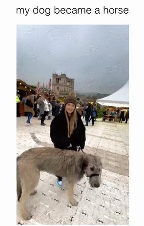 救助了小狗发现长大不简单,收养了一只小狗成长历程