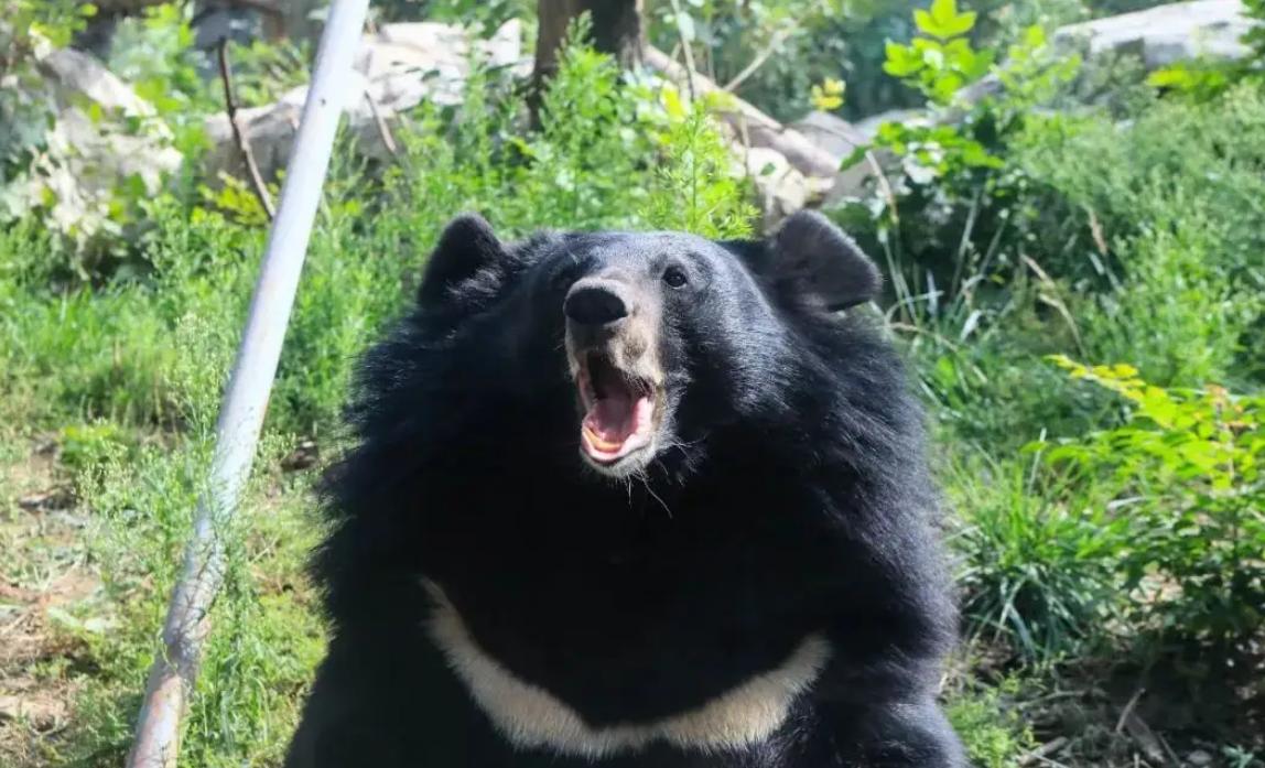 装死躲过棕熊,男子上山挖野菜遇黑熊还活着吗