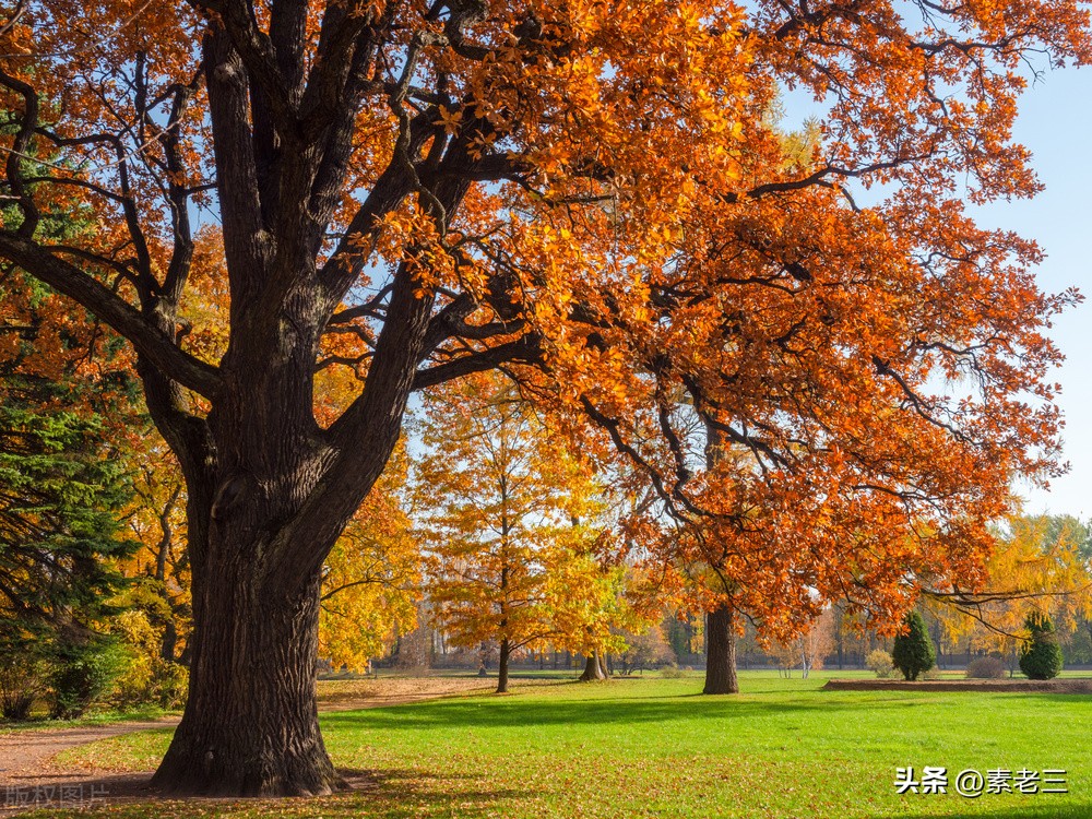 女作家去做保姆463,女作家去做保姆584