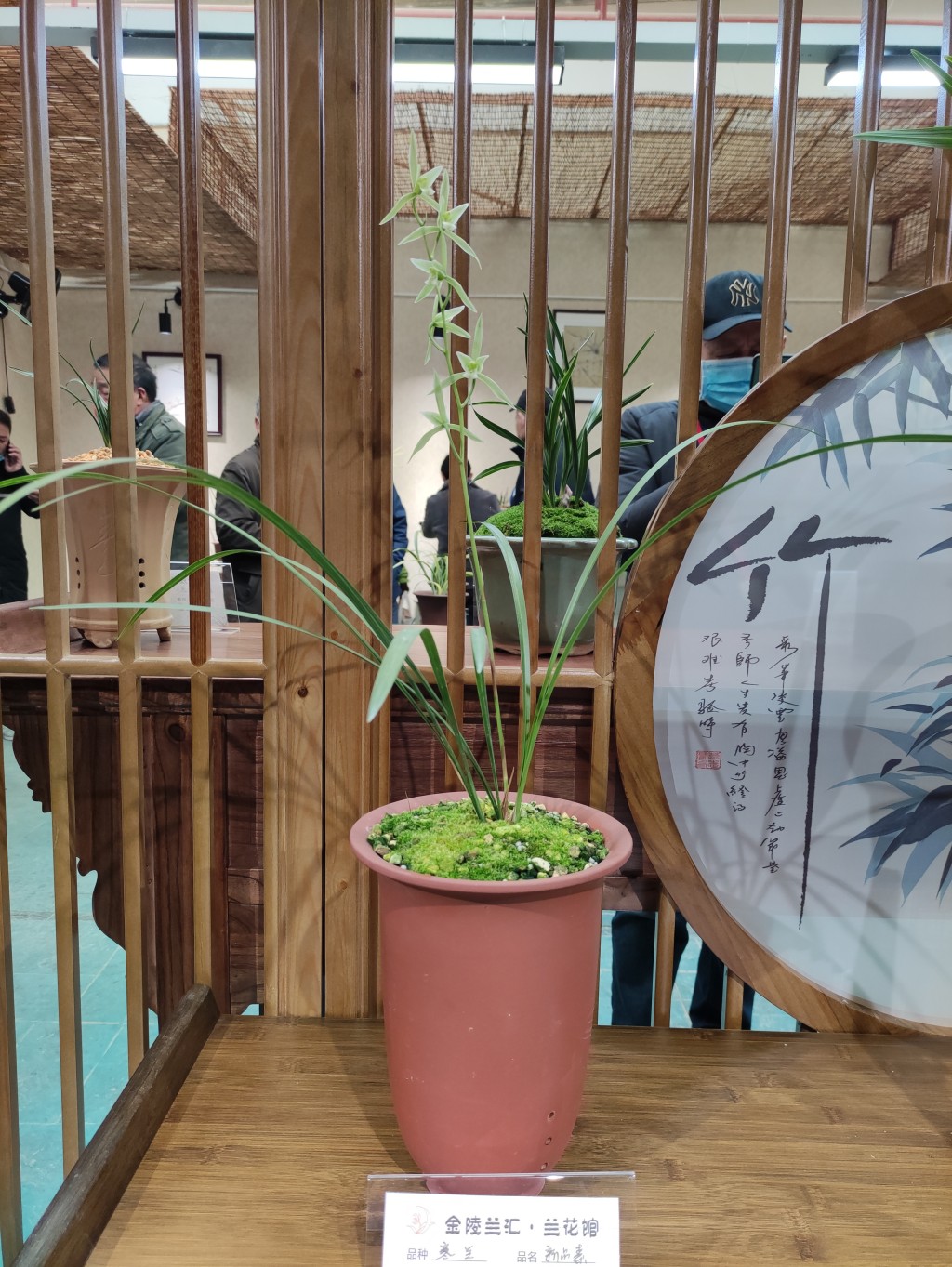 “金陵兰汇”兰花馆于江宁湖东29盛大开业,香飘四溢