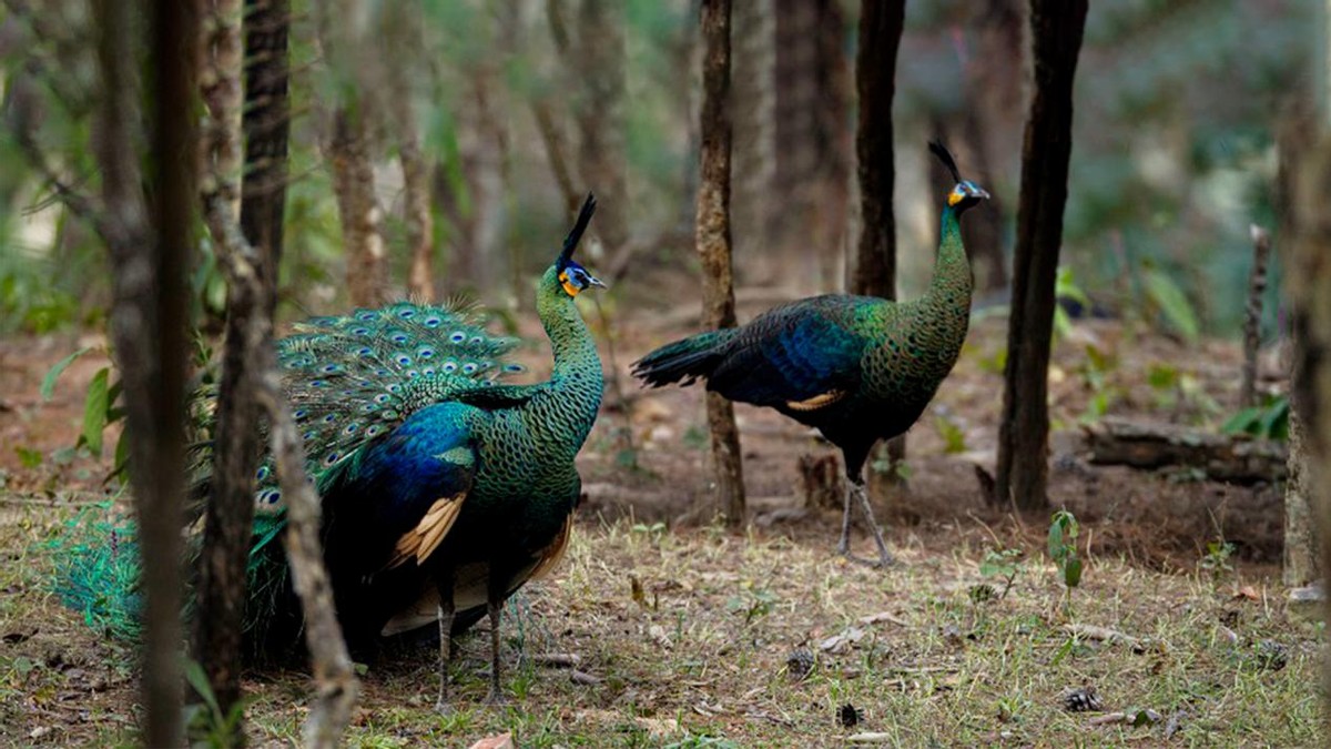 保护百鸟之王绿孔雀,中国的百鸟之王绿孔雀