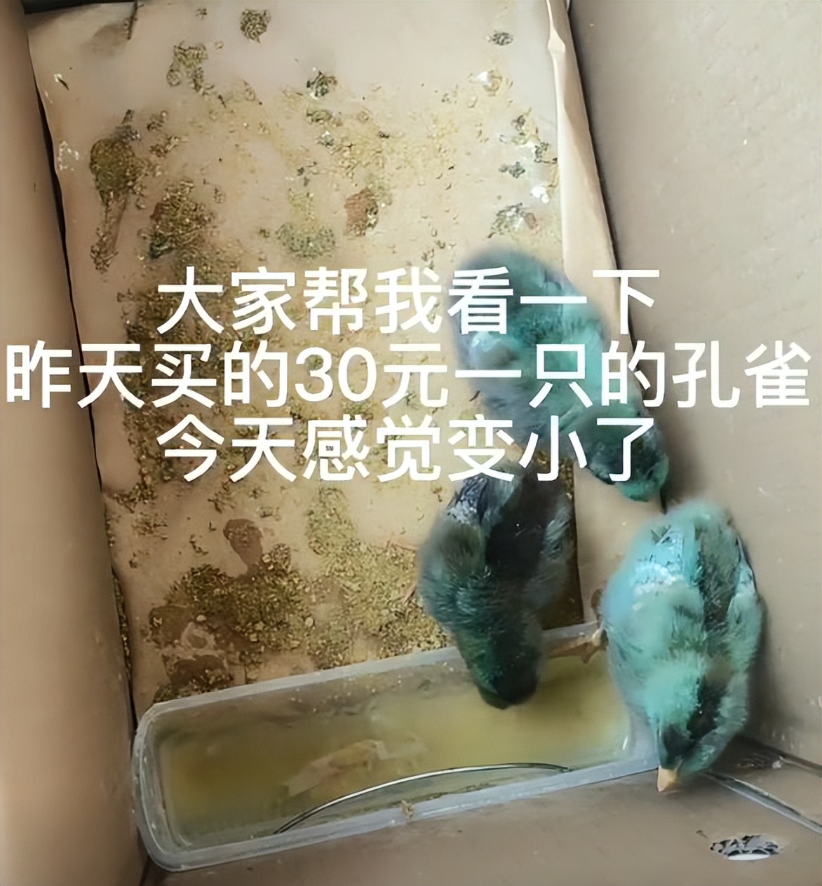 女子花3000块钱买了只鸡,女子花两万元买只鸡