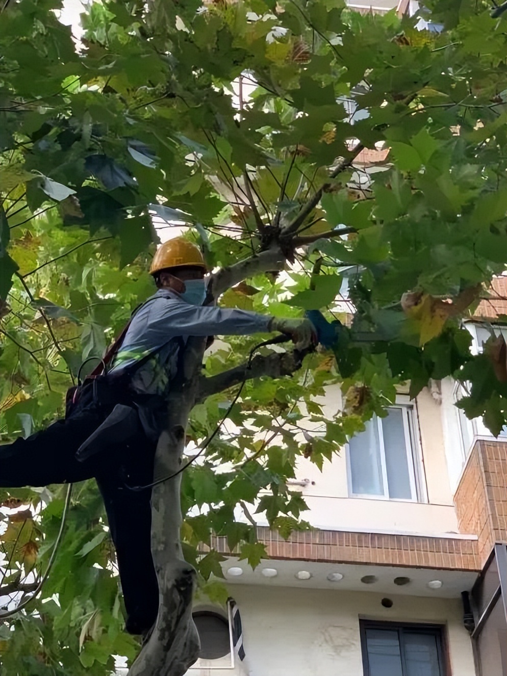 全区唯一!这个有4312棵行道树的街道,厚植梧桐街区绿色生态!