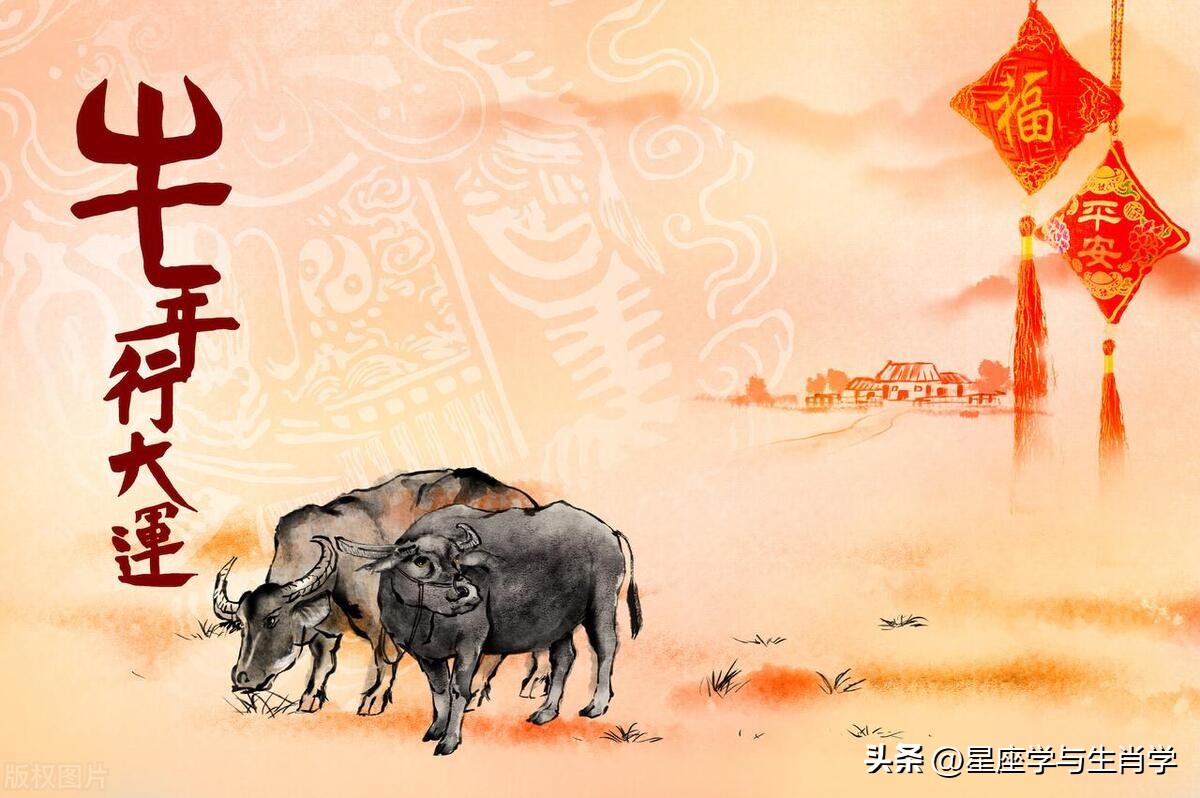 生肖牛的成功技巧,生肖牛致命的缺点是什么